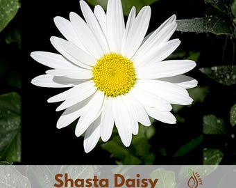 Shasta Daisy Seeds - Leucanthemum × superbum - Classic White Perennial Flowers - Cottage Garden Cut Flower Plant