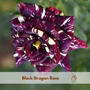 Black Dragon Rose Seeds | Exotic Perennial Flower Garden