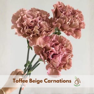 May include: A bouquet of toffee beige carnations with ruffled petals. The flowers have a mix of pink and brown hues, and are held by a person. The text "Toffee Beige Carnations" is displayed at the bottom of the image.