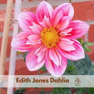 20+ Seeds| Edith Jones Dahlia Seeds - Perennial - Flowering - Hybrid - Open-Pollinating - Fast Growing - Clumping - Plant in Spring #D051