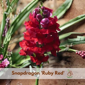 May include: A close-up of a vibrant red Snapdragon 'Ruby Red' flower with a cluster of buds at the top. The petals are a deep red hue, and the image includes the text 'Snapdragon 'Ruby Red'.