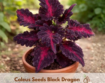 Coleus Black Dragon Seeds – Ornamental Foliage Plant – Dark Burgundy Black Leaves – Colorful Shade Garden Plant – Easy Grow Seeds