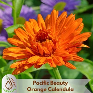 25+ Seeds| Pacific Beauty Orange Calendula Seeds - Herb Seeds - Clumping - Easy to Plant - Plant in Early Spring/Late Summer to Fall #H002