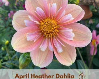 April Heather Dahlia Seeds - Perennial - Flowering - Hybrid - Open-Pollinating - Fast Growing - Clumping - Plant in Spring