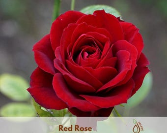 Red Rose Seeds | Cold Hardy, Open-Pollinated Perennial