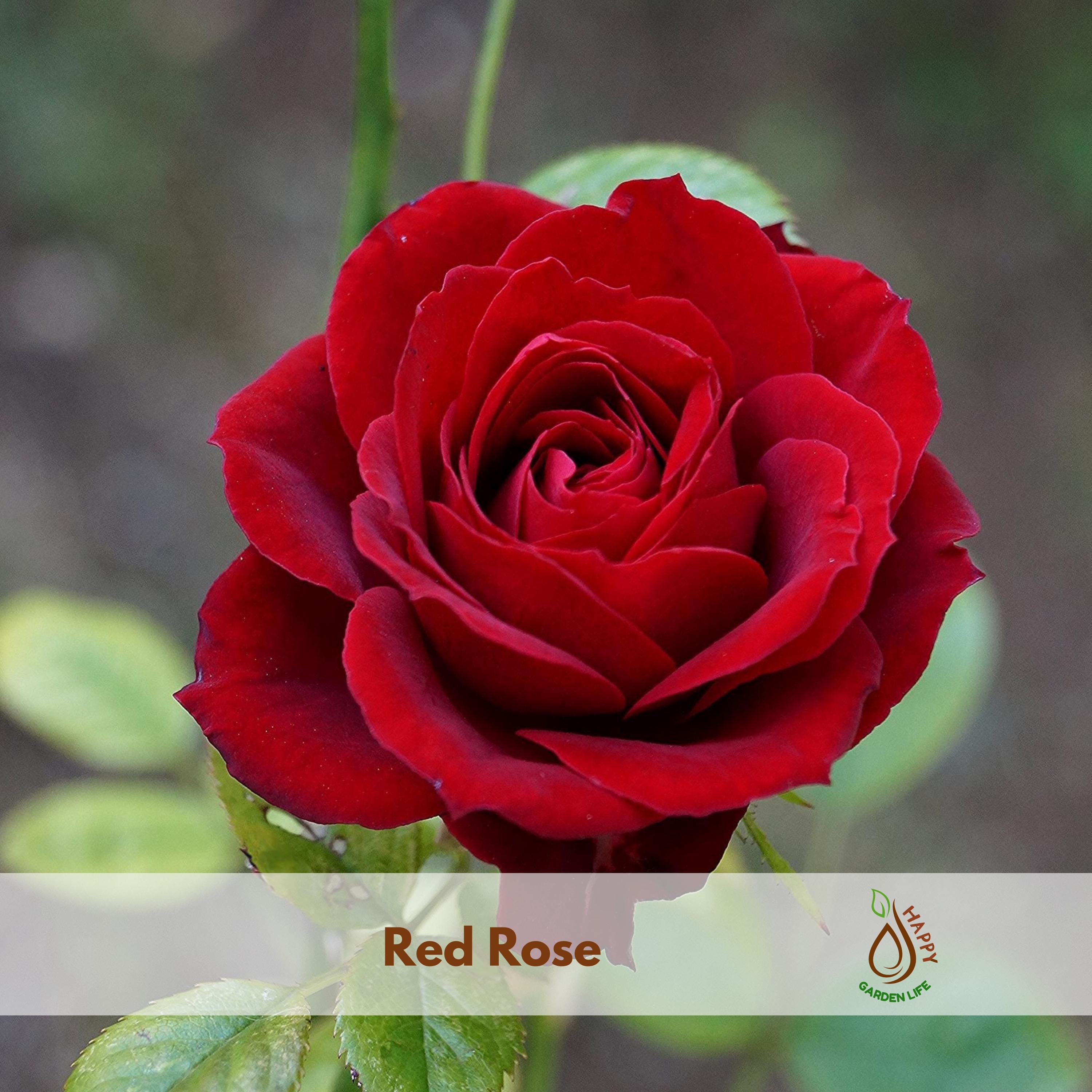 Rose Seeds - Etsy