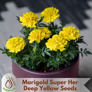 15+ Seeds| Marigold Super Her Deep Yellow Seeds - Open-Pollinating - Potted - Cold Resistant - Dwarf - Plant in Spring/After frost #292