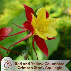15+ Seeds| Red and Yellow Columbine &#39;Crimson Star&#39;, Aquilegia Seeds - Potted- Attracts pollinators - Plant in Late Summer to Early Fall-#110