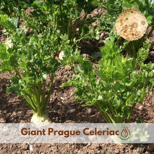 May include: A close-up of Giant Prague Celeriac plants growing in soil. The plants have vibrant green leaves and a large, round root vegetable. The text "Giant Prague Celeriac" is displayed at the bottom of the image.