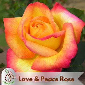 15+ Seeds| Love & Peace Rose Hybrid Seeds - Flower - Cold Resistant - Open-Pollinating - Perennial - Bloom in Spring/ Summer/ Fall #1093