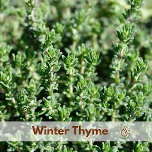 May include: Close-up of winter thyme plant with small, green leaves. The image features a dense cluster of the herb, with the text "Winter Thyme" in a banner across the bottom. The background is blurred, highlighting the plant's texture.