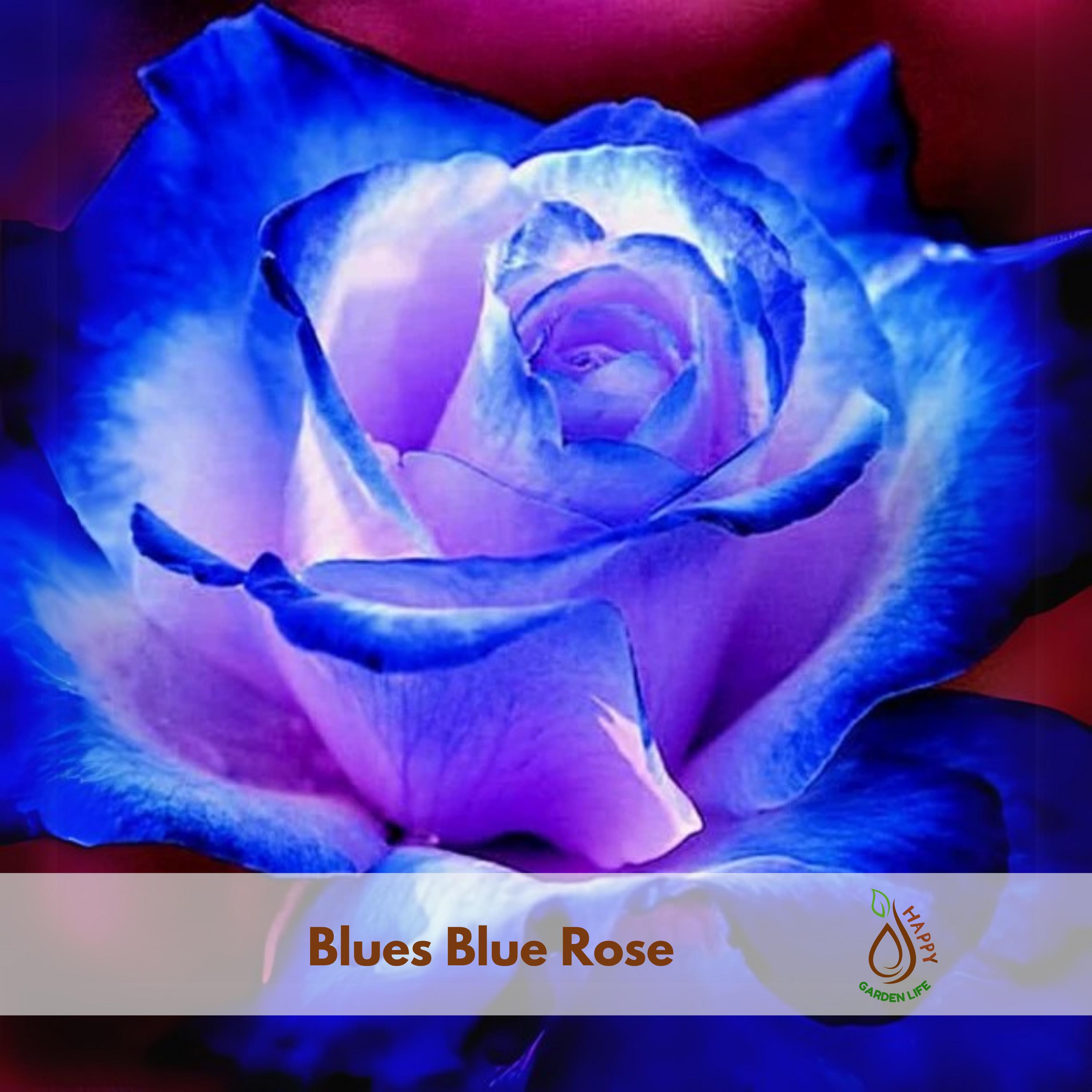 Blue Rose - Etsy