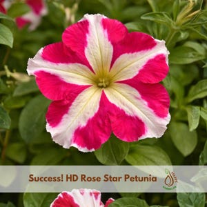 May include: A close-up of a vibrant HD Rose Star Petunia flower. The flower has a star-like pattern with bright pink and white stripes radiating from a yellow center. The petals are surrounded by green foliage. The text "Success! HD Rose Star Petunia" is visible.