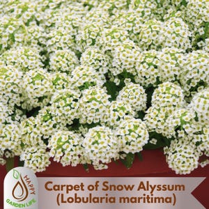 15+ Seeds| Carpet of Snow Alyssum (Lobularia maritima) Seeds - Cold Resistant -Open-Pollinating -Drought Tolerant -Plant in Early Spring#303