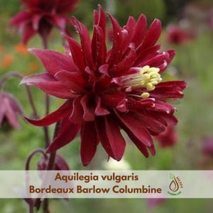 May include: A close-up of a deep burgundy Bordeaux Barlow Columbine flower. The flower has multiple layers of petals and a cluster of yellow stamens in the center. The image includes the text "Aquilegia vulgaris Bordeaux Barlow Columbine".