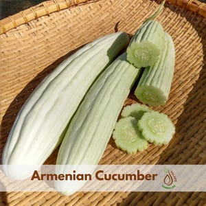 May include: Several Armenian cucumbers, with a light green hue, rest on a woven basket. One cucumber is sliced, revealing the inner flesh and seeds. The text "Armenian Cucumber" is displayed at the bottom.