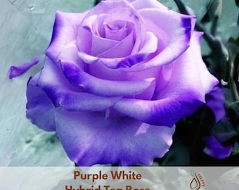 Mon Coeur 我的心モン クゥール Fragrance. Japanese Rose Continue
