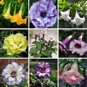 May include: A collage of various colorful Brugmansia flowers. The flowers range in color from yellow, white, and pink to purple and white. Some blooms are trumpet-shaped, while others are more open, showcasing their intricate details.