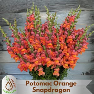 May include: A bouquet of orange and pink snapdragons with green stems. The flowers are arranged in a vase and the text "Potomac Orange Snapdragon" is visible below the flowers.