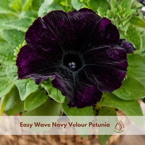 May include: Close-up of a dark purple Easy Wave Navy Velour Petunia flower with a velvety texture. The flower has a deep, almost black center and is surrounded by green leaves. The text "Easy Wave Navy Velour Petunia" is visible at the bottom.