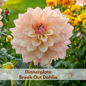 20+ Seeds| Dinnerplate Break Out Dahlia Seeds - Perennial - Flowering - Open-Pollinating - Fast Growing - Clumping - Plant in Spring #D032