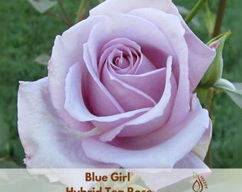 Blue Girl Hybrid Tea Rose Seeds - Flower - Cold Resistant - Open-Pollinating - Perennial - Bloom in Spring/ Summer/ Fall