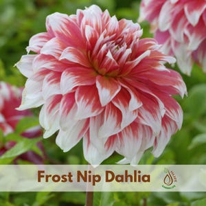 May include: A close-up of a Frost Nip Dahlia flower with red and white petals. The flower is in full bloom, showcasing its layered petals. The background is a soft green, with other flowers visible.