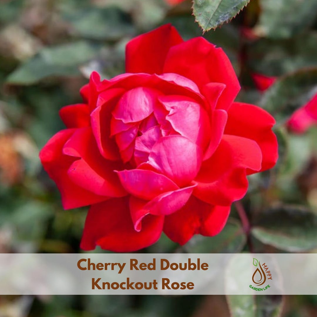 Cherry Red Double Knockout Rose Seeds - Flower Garden - Cold Resistant ...