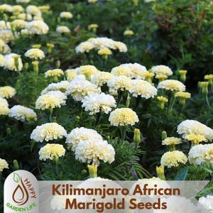 15+ Seeds| Kilimanjaro African Marigold Seeds - Open-Pollinating - Potted -Cold Resistant - Dwarf -Plant in Spring/After frost #296