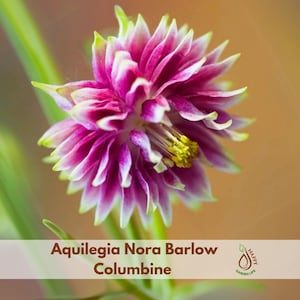 May include: Close-up of an Aquilegia Nora Barlow Columbine flower. The flower has layers of magenta petals with white edges and yellow stamens. The image includes the text "Aquilegia Nora Barlow Columbine".
