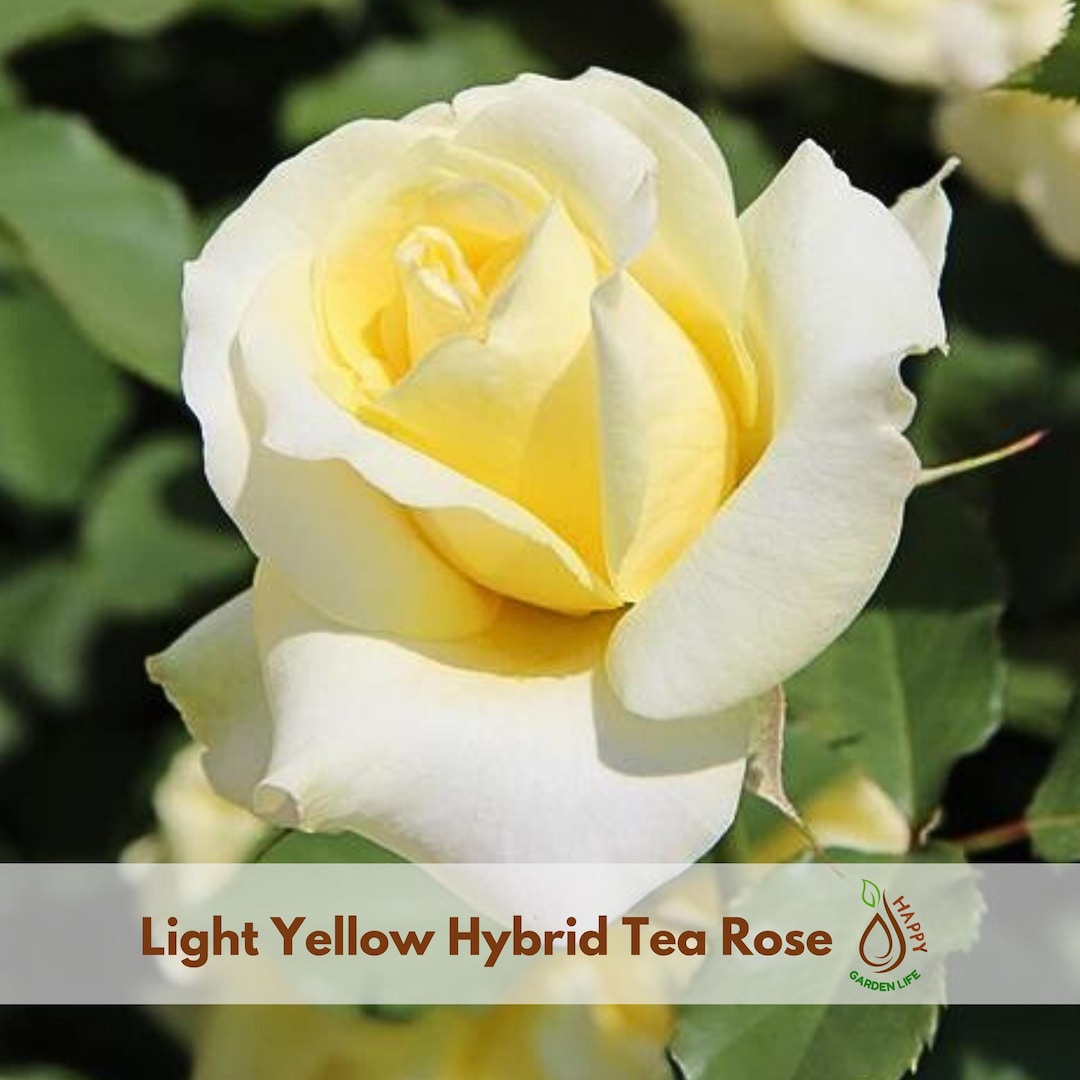 Light Yellow Hybrid Tea Rose Seeds | Perennial, Cold Resistant (15 ...