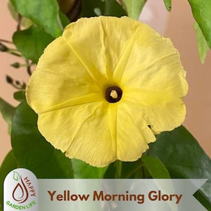 May include: A close-up of a bright yellow Morning Glory flower with a dark center, surrounded by green leaves. The flower has a delicate, ruffled appearance. The text "Yellow Morning Glory" is visible.