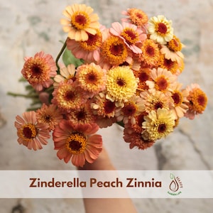 May include: A bouquet of Zinderella Peach Zinnia flowers featuring layered petals in shades of soft peach, orange, and yellow with dark reddish-brown centers. The text Zinderella Peach Zinnia and a Happy Garden Life logo are visible at the bottom.