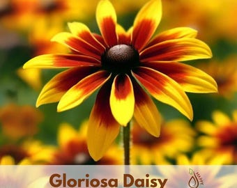 Gloriosa Daisy Seeds - Rudbeckia hirta - Large Golden Daisy Flowers - Long Blooming Pollinator Garden Plant