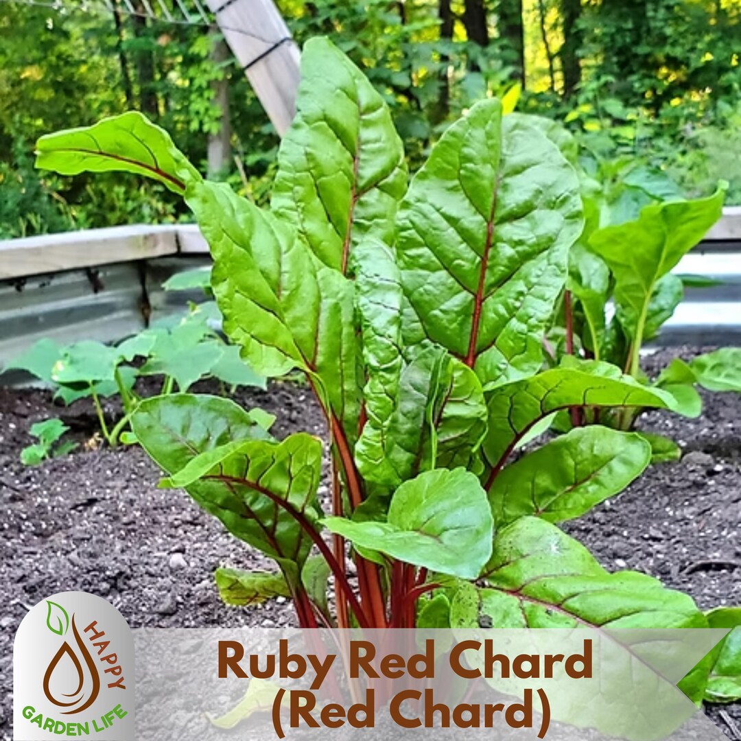 15+ Seeds| Ruby Red Chard (red Chard) - Biennial - Cold Resistant ...