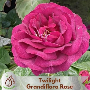 15+ Seeds| Twilight Grandiflora Rose Seeds - Flower - Cold Resistant - Open-Pollinating - Perennial - Bloom in Spring/ Summer/ Fall #1087
