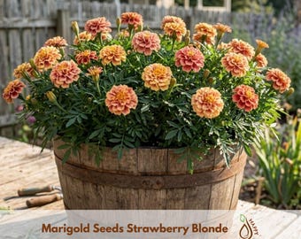 Marigold Seeds Strawberry Blonde Seeds - Open-Pollinating - Potted - Cold Resistant - Dwarf - Plant in Spring/After frost