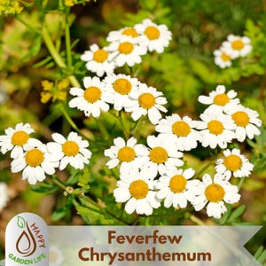 May include: Close-up of Feverfew Chrysanthemum flowers. The flowers have white petals surrounding a bright yellow center. The image is set against a backdrop of green foliage, with the text "Happy Garden Life" and "Feverfew Chrysanthemum" at the bottom.