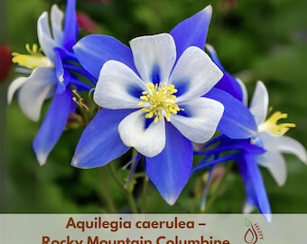 Blue Rocky Mountain Columbine Seeds - Cold Resistant - Deciduous - Attracts pollinators -Plant in Late Summer to Early Fall