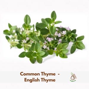 May include: A sprig of fresh green thyme featuring small oval leaves and clusters of tiny light purple flowers. Below the plant, the text reads Common Thyme - English Thyme, accompanied by a small logo with a leaf and water drop icon labeled Happy Garden Life.