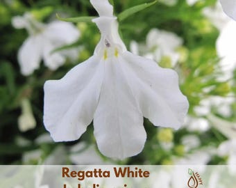 Regatta White Lobelia erinus Seeds - Annual - Flowering - Fast Growing - Open-Pollinating - Bloom in before or after Frost