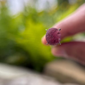 Rubis naturel (Manik) - 6,12 carats