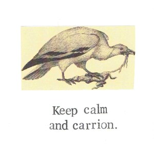 Gardez le calme et le vautour charognard de Zazzle.be Liste d'envies Vous avez des idées ? Taxidermie gothique drôle d'humour d'oiseau gothique