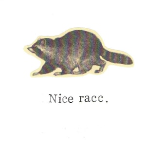 belle carte de raton laveur de Zazzle.be Liste d'envies Vous avez des idées ? Carte de Saint-Valentin drôle, humour animalier