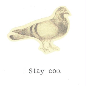 Carte de pigeon de séjour frais de Zazzle.be Liste d'envies Vous avez des idées ? Jeu de mots drôle d'oiseau avec humour