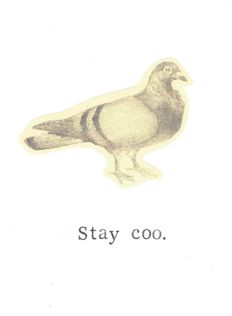 Funny 'Stay Coo' Pigeon Pun Trucker Hat - Adjustable Snapback Cap With Cool Design