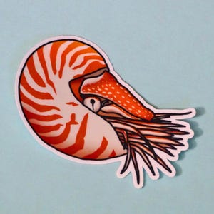 May include: A sticker featuring a nautilus shell illustration. The shell is white with orange stripes and a dotted orange head. The nautilus has a black eye and is set against a light blue background.