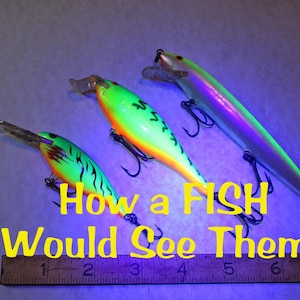 May include: Three fishing lures, a white, a green and black, and a green and orange lure, are shown under a black light. The lures glow brightly in the dark. The text "How a FISH Would See Them!" is written below the lures.