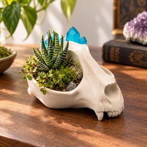 May include: A white animal skull-shaped planter containing a green striped succulent, moss, and small green leaves, accented with bright blue crystal points protruding from the back. The planter is crafted with realistic bone-like textures and details.