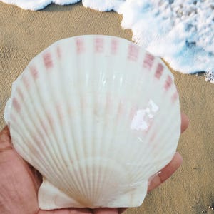 May include: A large, white scallop seashell with pinkish-red markings, held in a hand. The shell has a glossy, textured surface and a fan-like shape. The background shows a sandy beach and ocean waves.